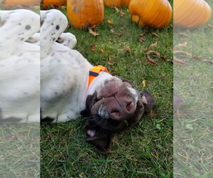 Chevron (Chevy) - Male Pointer Dog for Adoption - Photo #4