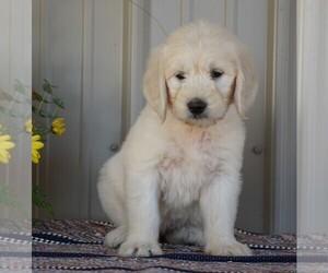 English Cream Golden Retriever-Poodle (Standard) Mix Puppy for sale in FREDERICKSBG, OH, USA