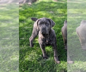 Cane Corso Puppy for sale in KIRKWOOD, PA, USA