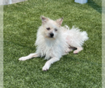 Small #1 Mutt