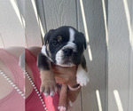Small Photo #3 English Bulldog Puppy For Sale in EUGENE, OR, USA