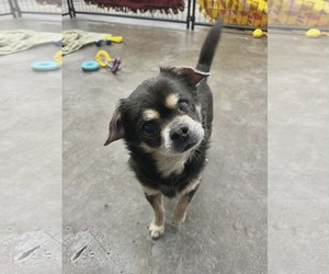 Chihuahua-Unknown Mix Dogs for adoption in Farmington, MN, USA