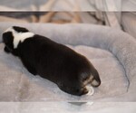 Small Photo #7 Welsh Cardigan Corgi Puppy For Sale in SUN PRAIRIE, WI, USA