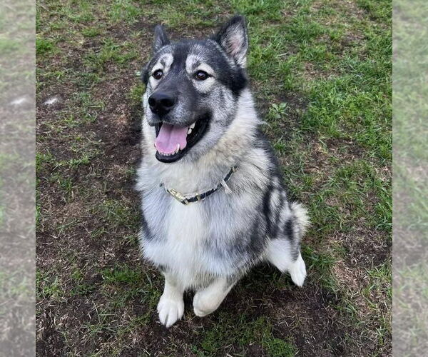 Medium Photo #2 - Mix Puppy For Sale in Muskegon, MI, USA