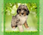 Small #14 Bernedoodle (Miniature)