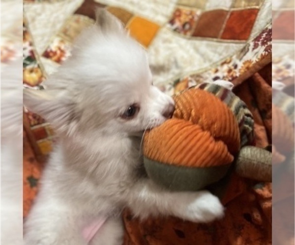 Medium Photo #14 Pomsky Puppy For Sale in GOLDEN VALLEY, AZ, USA