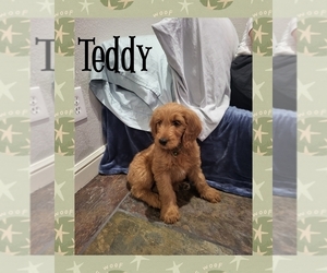Goldendoodle Puppy for Sale in AZLE, Texas USA