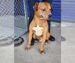 Small Staffordshire Bull Terrier