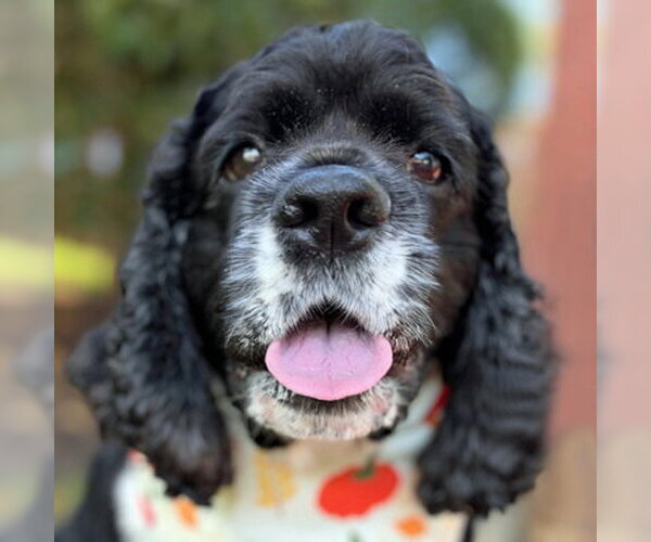 Medium Photo #7 Cocker Spaniel Puppy For Sale in Arlington, VA, USA