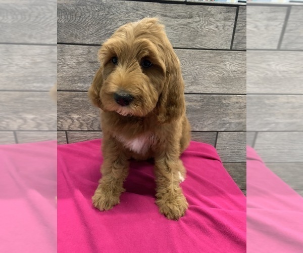 Medium Photo #3 Goldendoodle-Poodle (Standard) Mix Puppy For Sale in RICHMOND, IL, USA