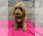 Small Photo #3 Goldendoodle-Poodle (Standard) Mix Puppy For Sale in RICHMOND, IL, USA