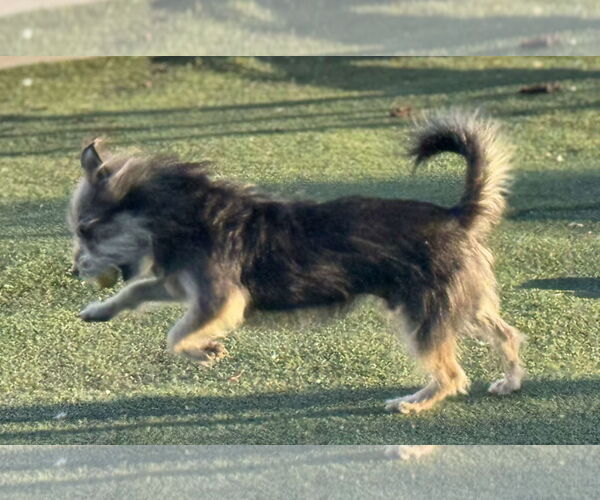 Medium Photo #12 Mutt Puppy For Sale in La Verne, CA, USA