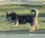Small #11 Mutt