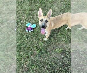 German Shepherd Dog Dogs for adoption in Pasadena, TX, USA