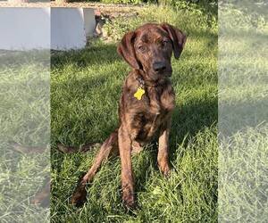 Plott Hound Dogs for adoption in Sandy, UT, USA