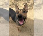 Small #2 German Shepherd Dog Mix