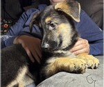 Small #9 German Shepherd Dog