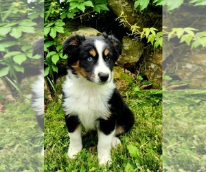 Miniature Australian Shepherd Puppy for sale in SANDOWN, NH, USA