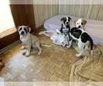 Small Photo #32 American Bulldog Puppy For Sale in WALTERBORO, SC, USA