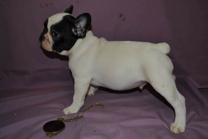 Medium Photo #1 French Bulldog Puppy For Sale in PHILA, PA, USA