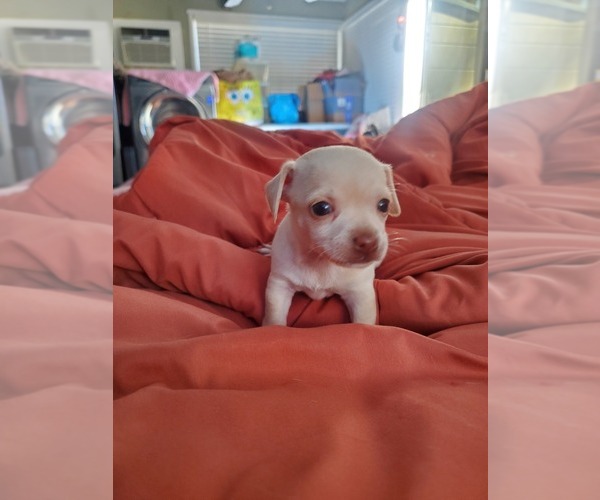 Medium Photo #5 Chihuahua Puppy For Sale in PENSACOLA, FL, USA