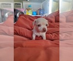 Small #4 Chihuahua