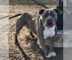 American Pit Bull Terrier Dogs for adoption in Camarillo, CA, USA