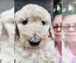 Small #1 Poodle (Standard)
