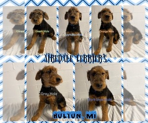 Airedale Terrier Puppy for sale in FREMONT, MI, USA