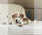 Small #2 Saint Bernard Mix