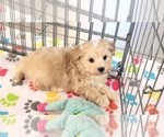 Small #6 Havanese
