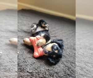 Dachshund Puppy for sale in CHARLOTTESVILLE, VA, USA