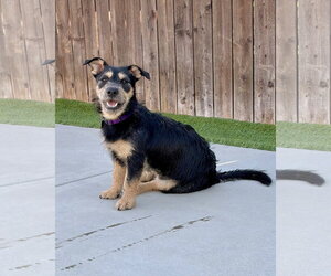 Wrynn - Female Mutt Dog for Adoption - Photo #4