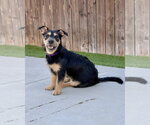 Small Photo #4 Mutt Puppy For Sale in Corona, CA, USA