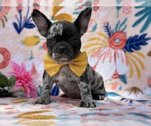 French Bulldog Puppy for sale in LANCASTER, PA, USA