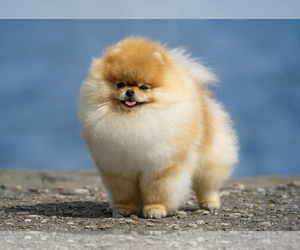 Mother of the Pomeranian puppies born on 04/06/2025