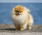Small Photo #1 Pomeranian Puppy For Sale in ROANOKE, VA, USA