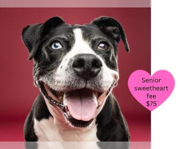 Medium Photo #4 American Pit Bull Terrier-Unknown Mix Puppy For Sale in Santa Cruz, CA, USA