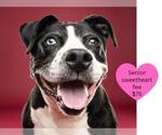 Small #3 American Pit Bull Terrier Mix