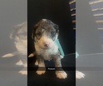 Puppy Possum Bernedoodle (Miniature)