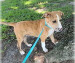 Small #4 Bulldog Mix