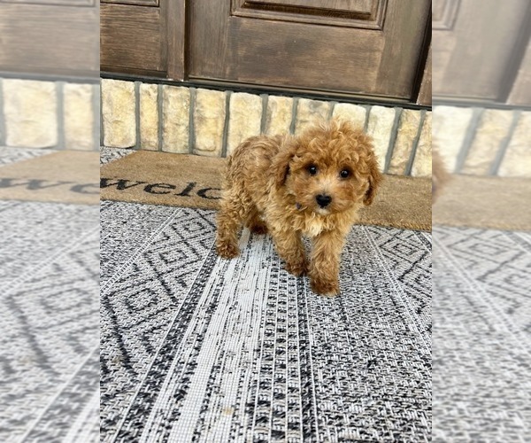 Medium Photo #4 Poodle (Toy) Puppy For Sale in WEST PLAINS, MO, USA
