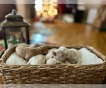 Small Photo #2 Goldendoodle (Miniature) Puppy For Sale in HALTOM CITY, TX, USA