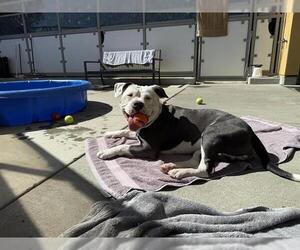 Bulldog-Unknown Mix Dogs for adoption in Berkeley , CA, USA