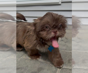 Shih Tzu Puppy for Sale in JOHNSTON, Rhode Island USA