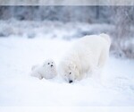 Small #9 Maremma Sheepdog