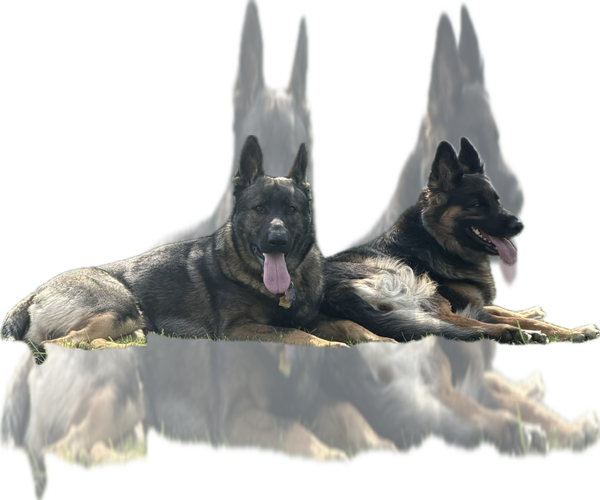 Medium Photo #1 German Shepherd Dog Puppy For Sale in AGAWAM, MA, USA