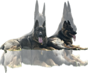 German Shepherd Dog Puppy for sale in AGAWAM, MA, USA