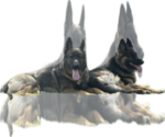 Small German Shepherd Dog