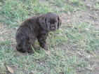 Small #5 Cocker Spaniel